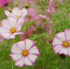 コスモス（白×ピンク）