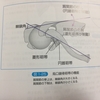 肩関節複合体2▷肩関節勉強マラソン3・4/100時間　機能学的関節