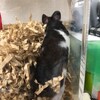 くろごまあん188日目