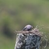 White-breasted Woodswallow  モリツバメの子育て