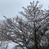 （4/15土）雨桜