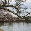 倒れた桜の木