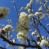 梅の花・・
