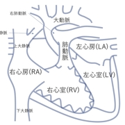 19 02 01から1ヶ月間の記事一覧 誰でもわかる先天性心疾患