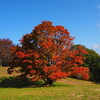 長野県大町市周辺の紅葉状況を写真で紹介