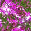 ブーゲンビレア　愛する南パラ（南房パラダイス）の花