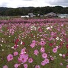 コスモス畑でリフレッシュ🌼