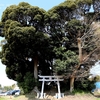 下根愛宕神社の山桜・・