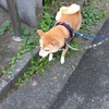 9月が終わる～、だよ