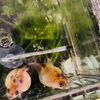 ピンポンパールが水泡病に。