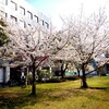 桜　久留米市保健所前の公園⁉