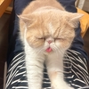 今日の猫さん　｜　いつもの日常を少しだけ ①