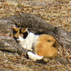 日なたでお昼寝猫ちゃん♪