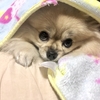 ポメごま、毛布と仲良し。
