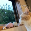 雨田甘夏、微香です。【猫とお外と秋雨事情】
