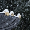 金沢雪景色「尾山神社」