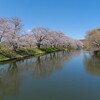 福岡堰の桜（つくばみらい市）～つくば市とその周辺の風景写真案内（１３６６） 