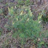 Melilotus officinalis　シナガワハギ