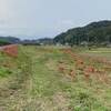 2020越辺川の曼珠沙華