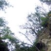 ショウキズイセン、ホウオウボク