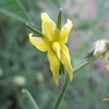 【植物の花の写真】ミニトマトの花；　ナス科 Solanum lycopersicum; Solanaceae