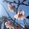 早春を告げる花たち〈230206〉Flowers that announce early spring