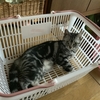 籠の中の猫