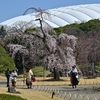 🌸小石川後楽園が再開しました😊