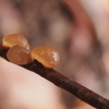 枝や切り株などに発生する茶色いぷにぷにしたキノコの正体は何？　菌類を通じて自然を見よう