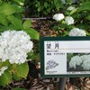 稲沢あじさい祭り＠大塚性海寺歴史公園とJA愛知西産直広場