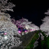 三沢川の夜桜ライトアップを見てきました（4/3まで）
