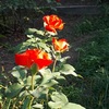 上甲子園｜薔薇がきれいに咲いている瓦林公園