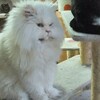 １４匹の猫ちゃん達（人好き組）