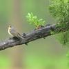 労働公園の野鳥を紹介（２０２０　０５１６）早朝探鳥　その１。