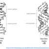 DNAとRNAのちがい