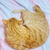 チャチャさんお迎え197日目