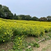 【黄色のコスモス】昭和記念公園のコスモスが見頃です