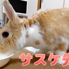 うさぎがペレットを変えたら食べなくなってしまった！？まさかまさかの事態にテンパりまくりの飼い主です