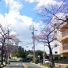 春の花見は車・歩きどっちでも、桜三昧っっ