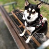 犬の年間の医療費を計算してみた！ペット保険の効果は？【アイペット/ipet】