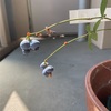 ブルーベリーで鳥を待つ
