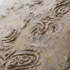 7/2雨　/3田植佳境