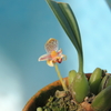 Bulbophyllum pteroglossum (variegata) 