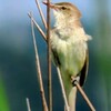 若いオオヨシキリ
