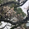 アウトブレイク寸前か