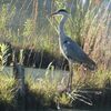 今年はやっと　カルガモのヒナ公園デビュー！