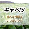 キャベツを植える時期はいつがいい？適切な植え付け時期と栽培に適した環境準備
