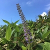 湯の丸山　8月の花