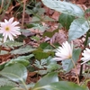 3月の高尾599ミュージアムと高尾山さる園・野草園に行ってきました その2(野草園)