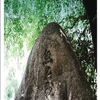 緒方靖夫さんが弊社刊行の岡村親宜著『無名戦士の墓』を紹介